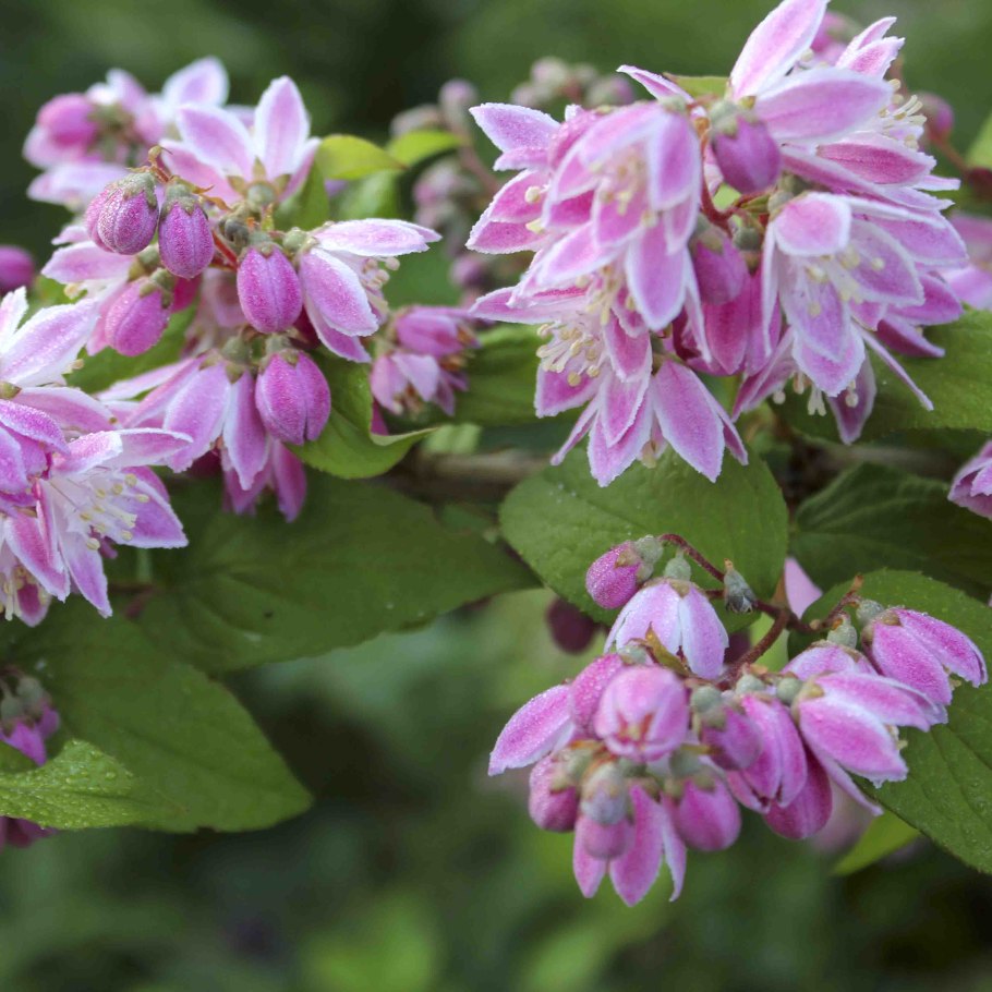 Дейция шершавая Строберри Филдс