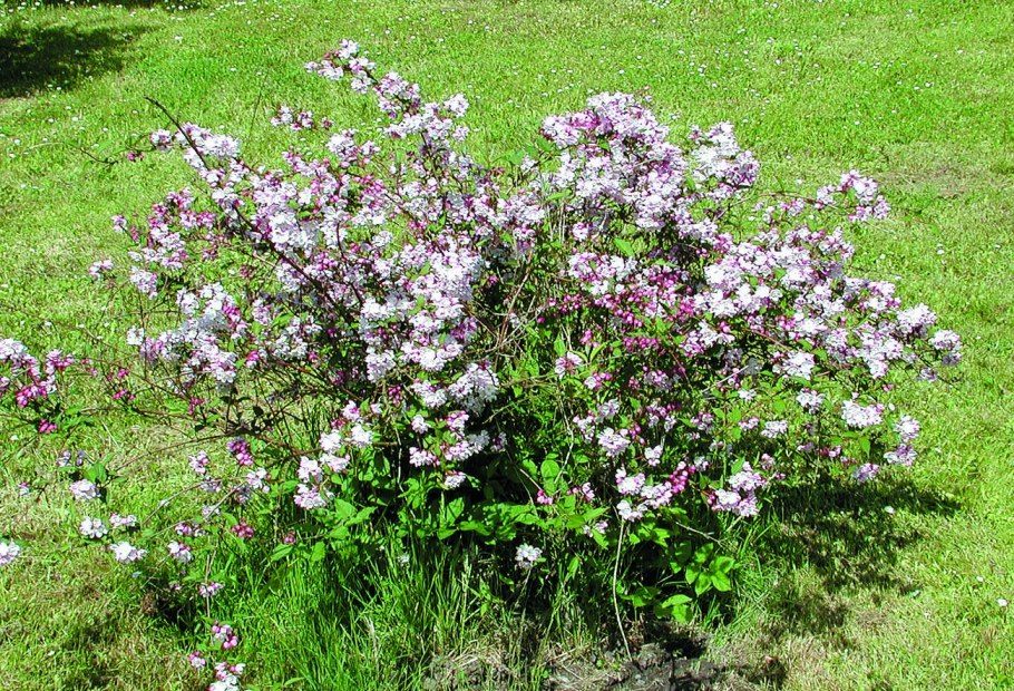 Дейция гибридная Строберри Филдс