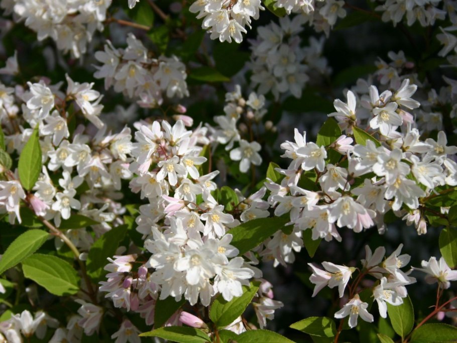 Дейция Магнифика