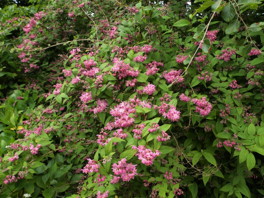 Дейция Строберри Филдс