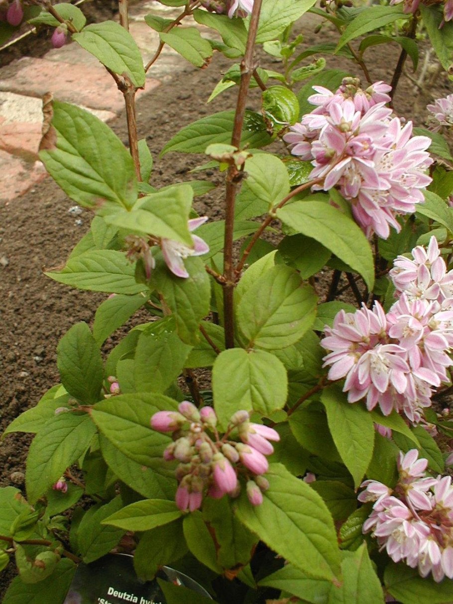 Дейция гибридная Строуберри Филдс