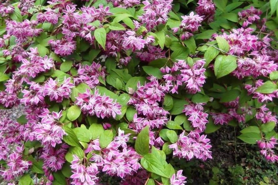 Дейция мейджикин