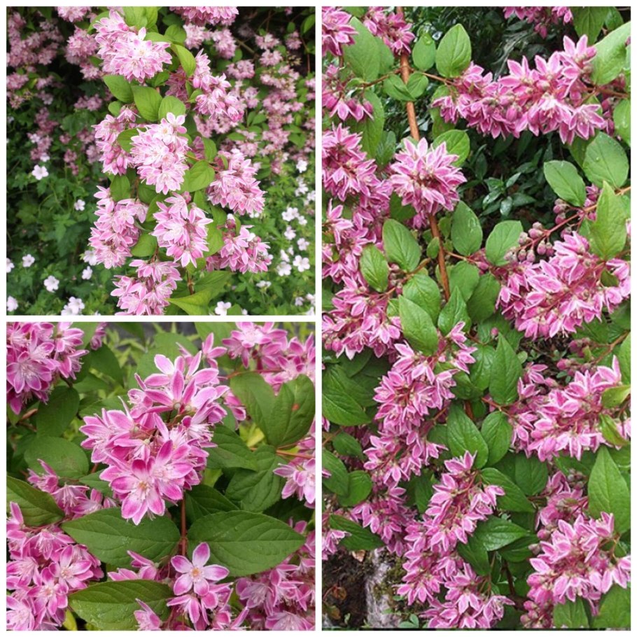 Дейция кустарник Строуберри Филдс