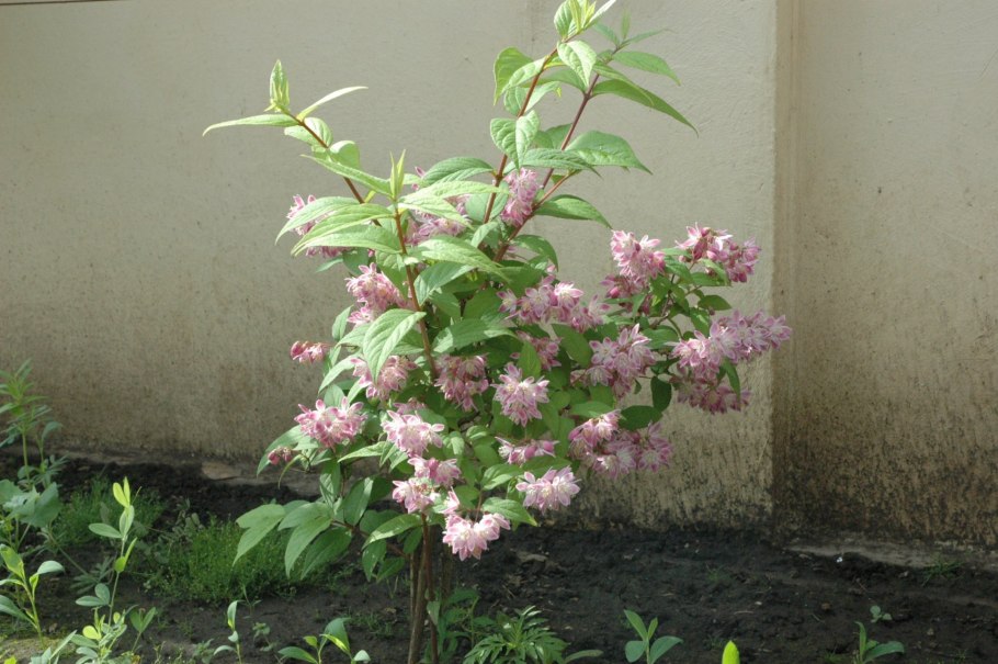 Дейция рэспбери сандаэ