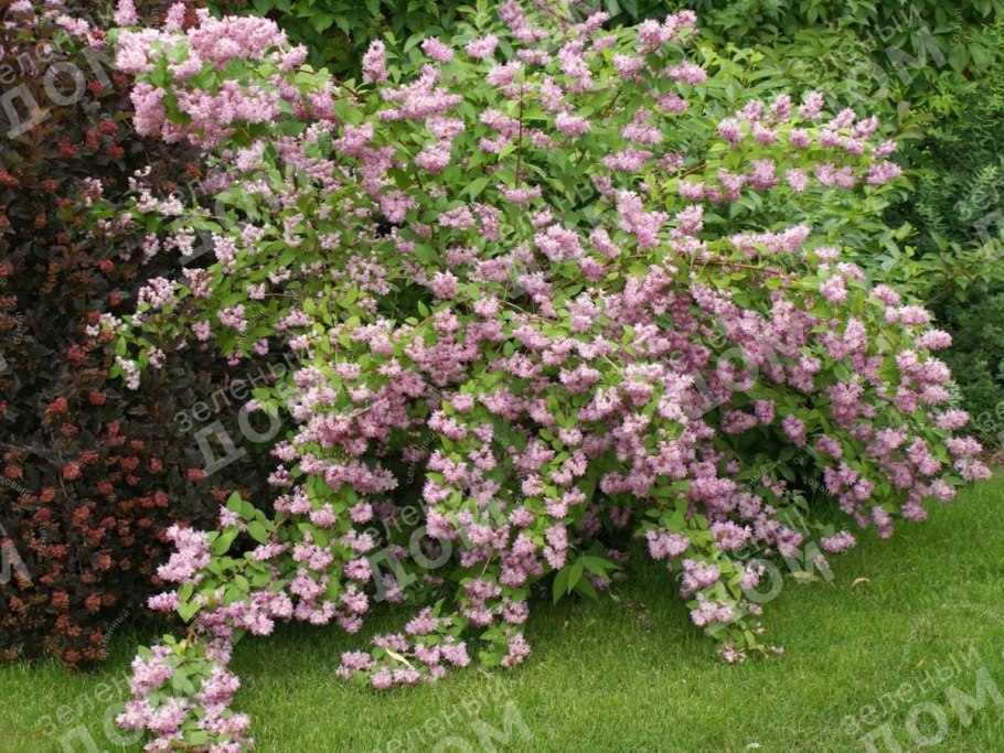 Дейция гибридная Строуберри Филдс