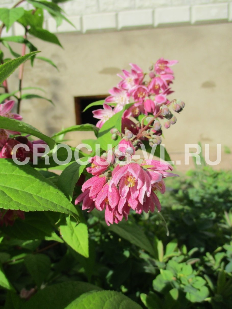 Кустарник дейция шершавая