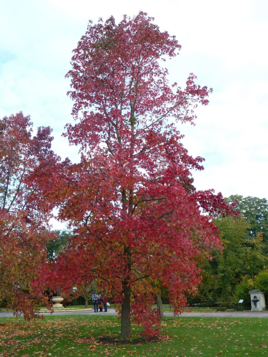 Амбровое дерево (Liquidambar styraciflua)