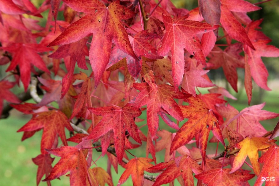 Ликвидамбар (Liquidambar)