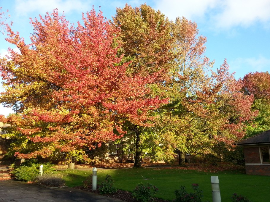 Ликвидамбар дерево