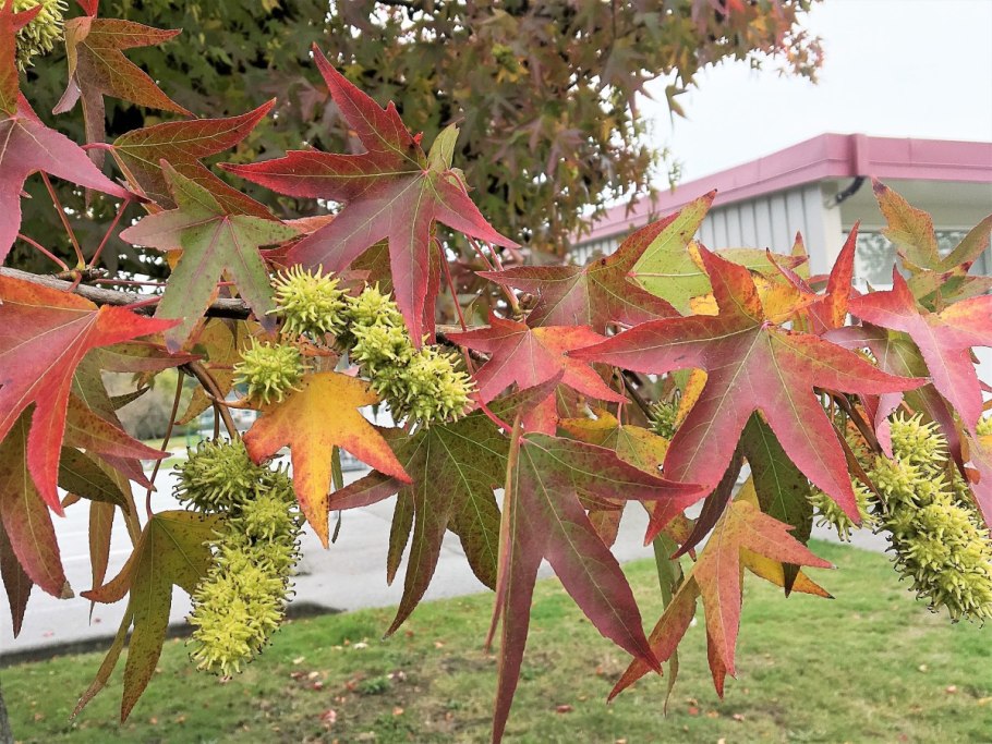 Liquidambar orientalis