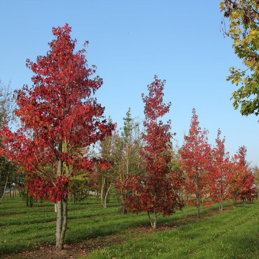 Ликвидамбар Эллен