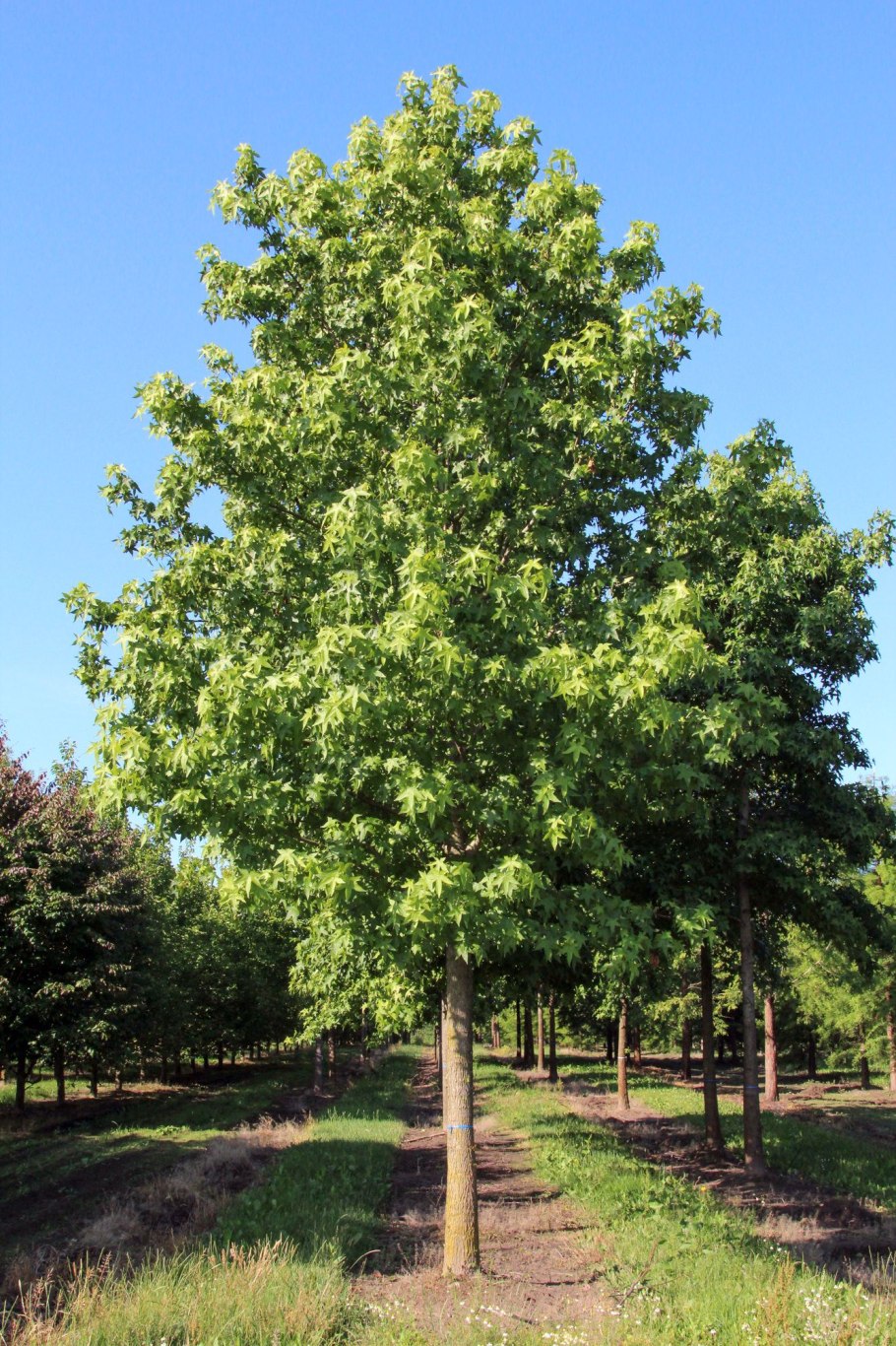 Ликвидамбар смолоносный листья