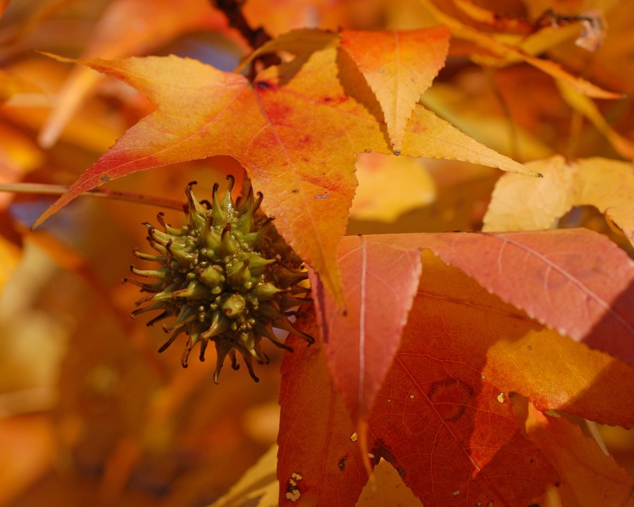 Liquidambar styraciflua Gumball