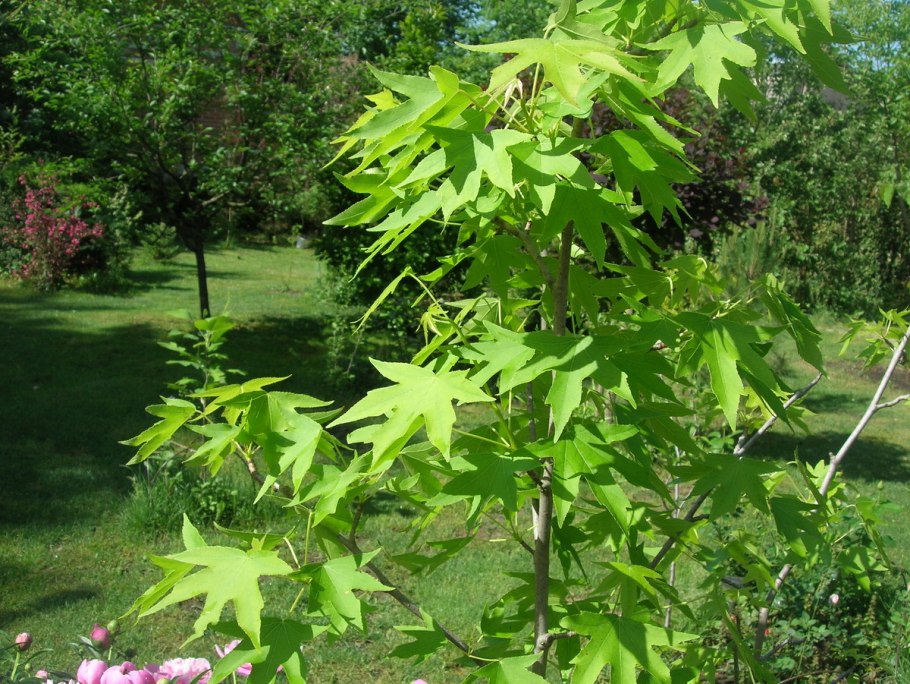 Ликвидамбар стираксовый