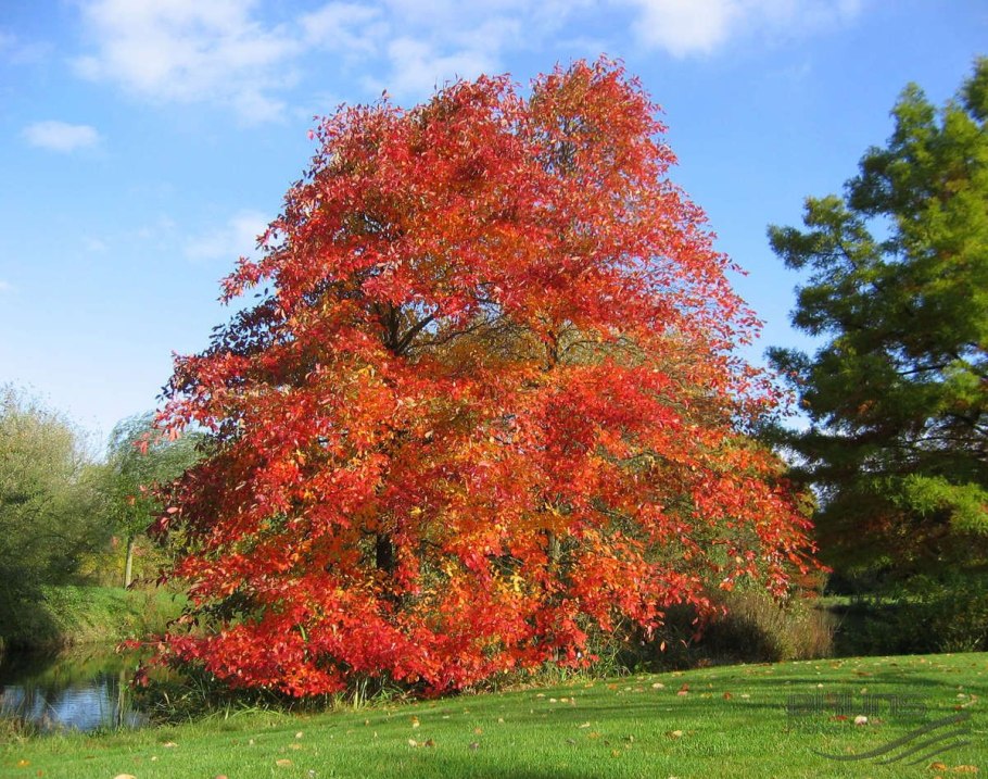 Ликвидамбар смолоносный Амбровое дерево