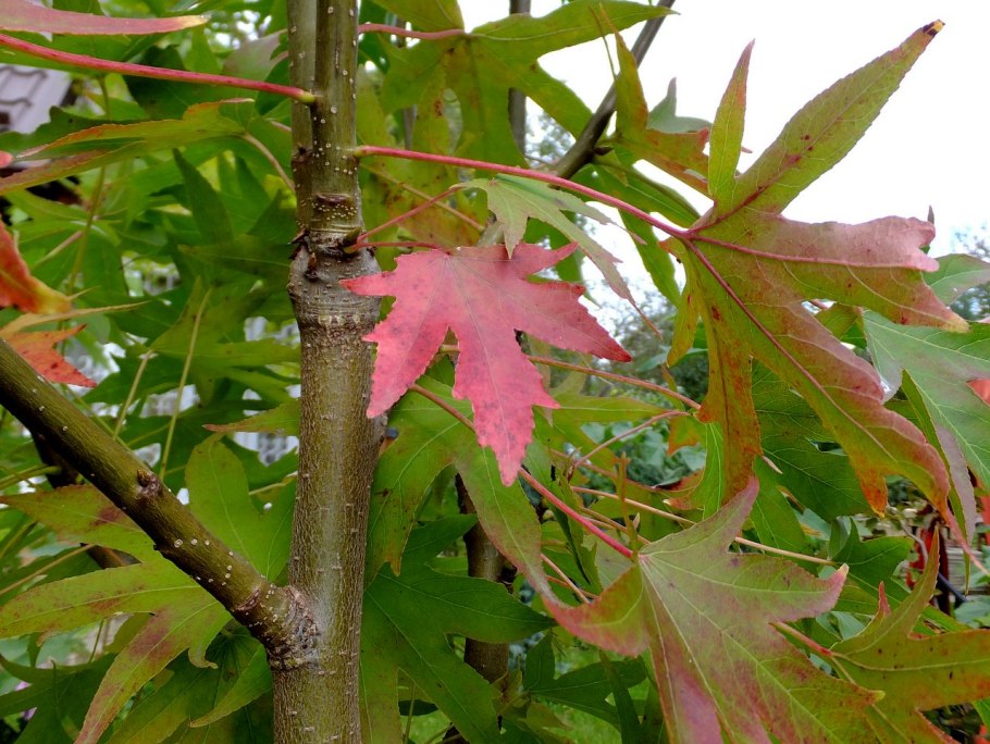 Клен ликвидамбр