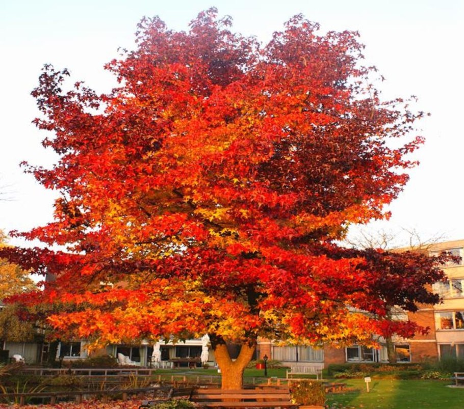 Ликвидамбар смолоносный Амбровое дерево