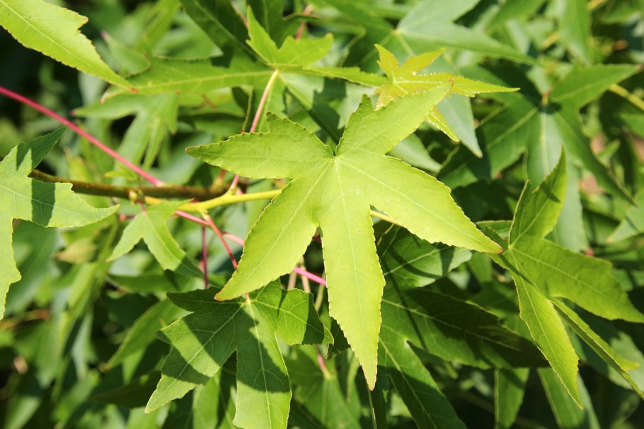 Liquidambar styraciflua