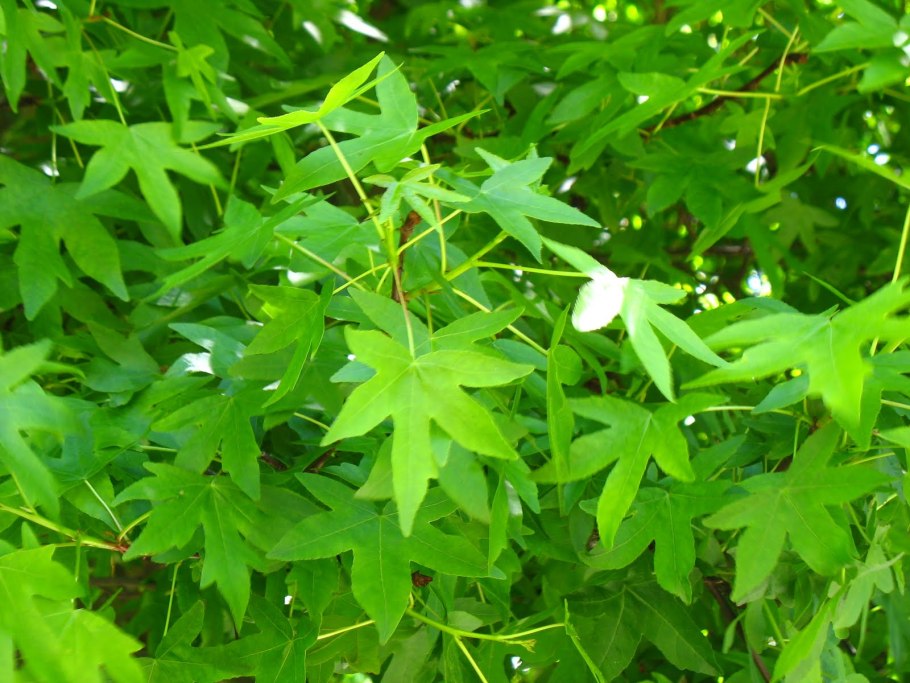 Ликвидамбар смолоносный плоды