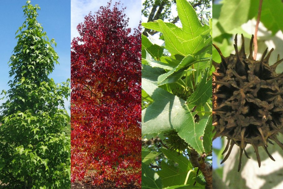 Ликвидамбар стираксовый кора