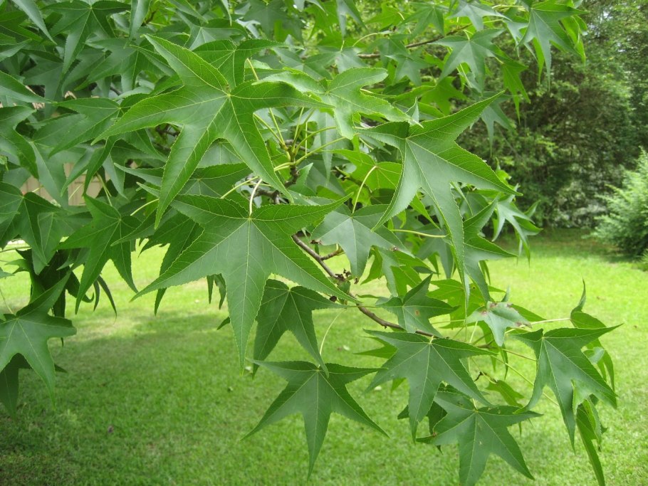 Liquidambar styraciflua