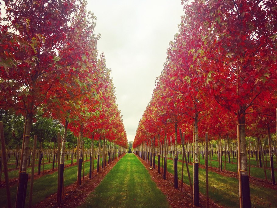Ликвидамбар смолоносный Амбровое дерево