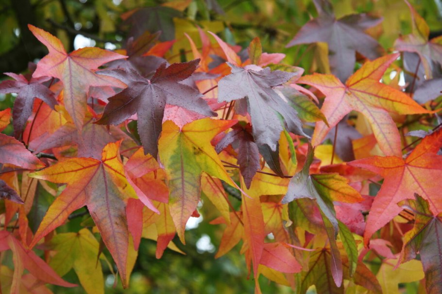 Клен ликвидамбар