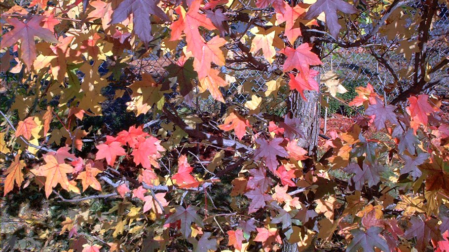 Ликвидамбар плоды