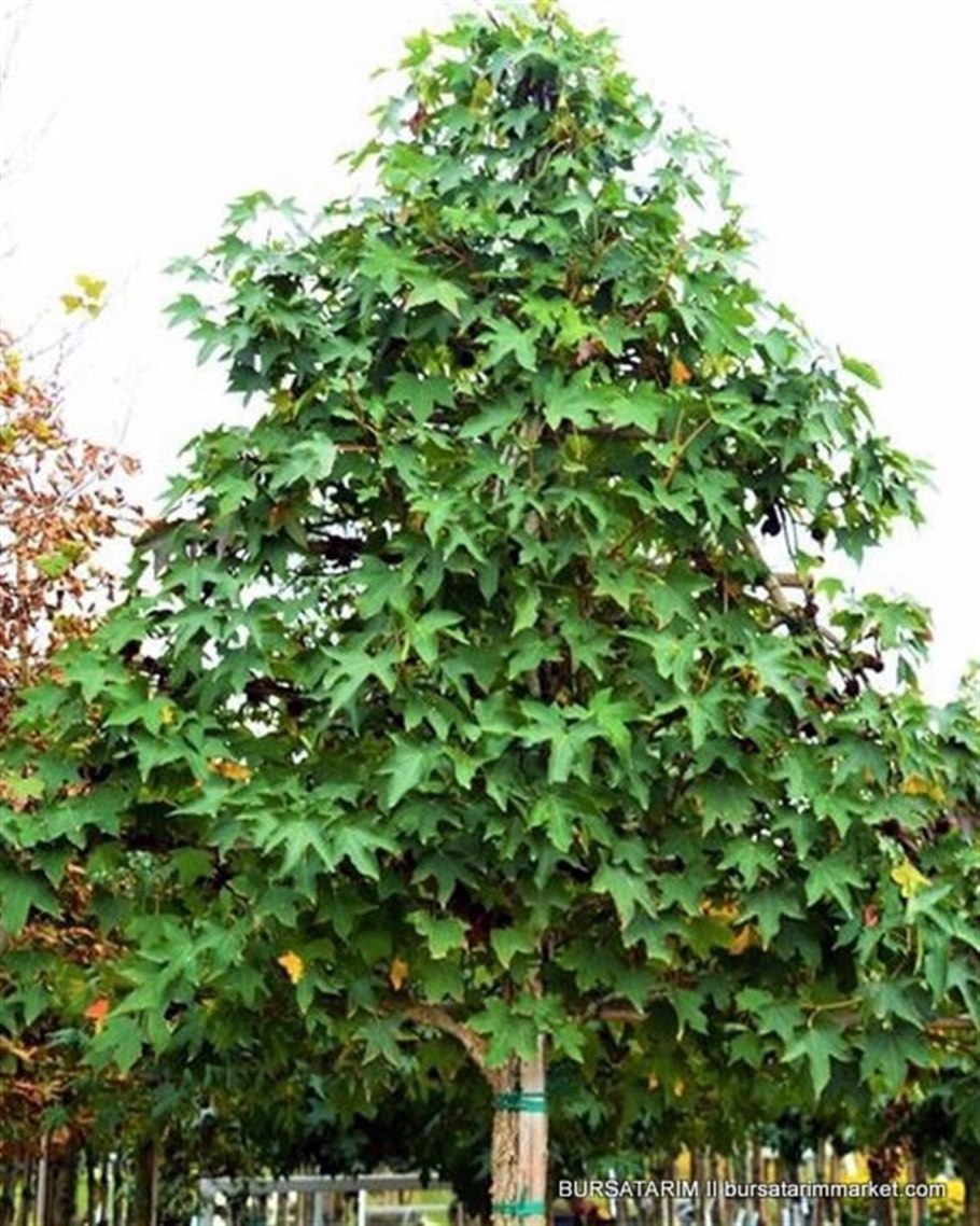 Ликвидамбар плоды