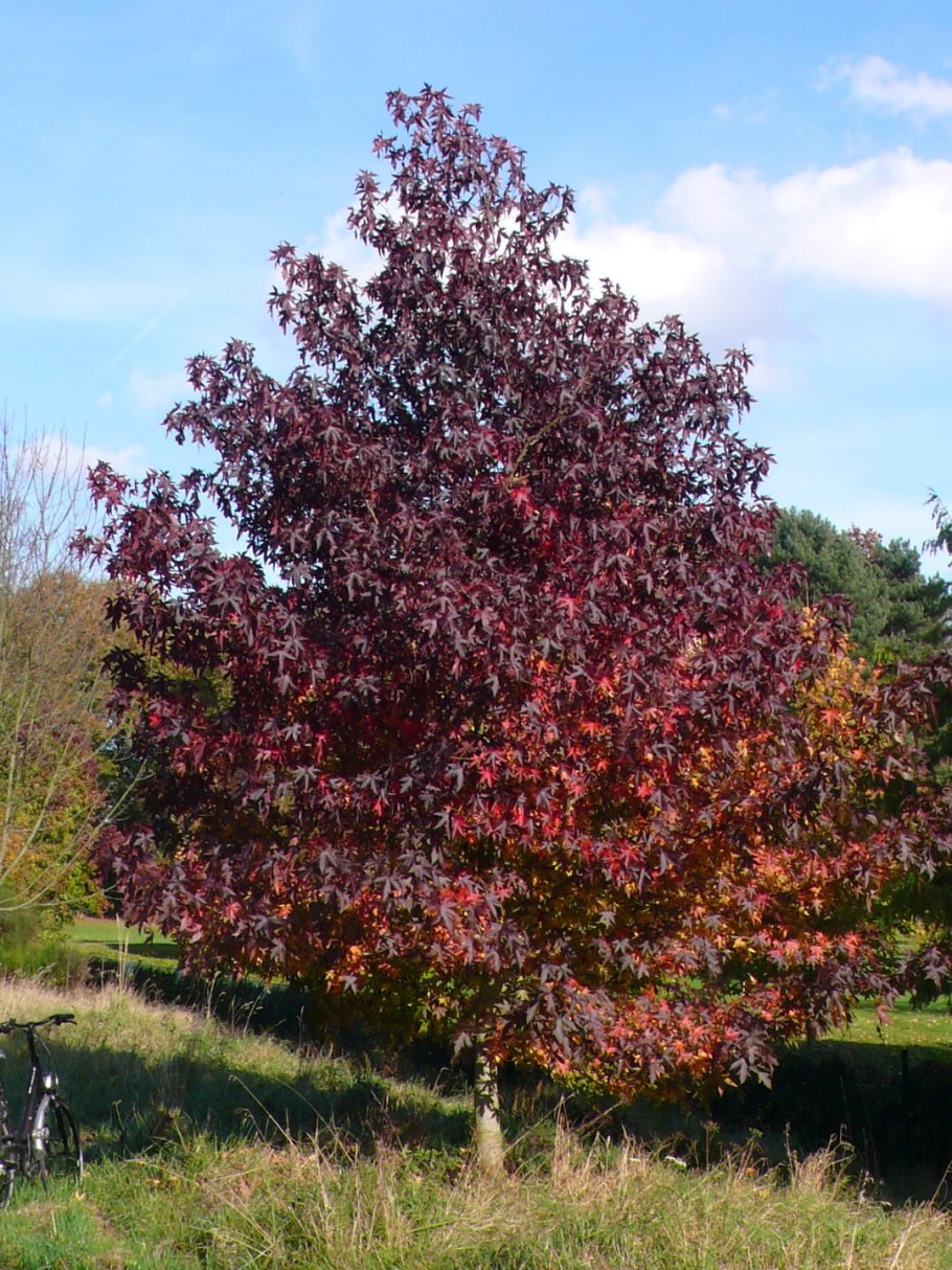 Ликвидамбар Ориенталис