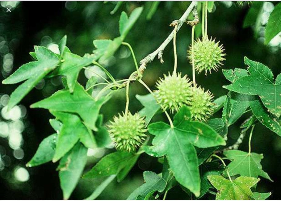 Амбровое дерево (Liquidambar styraciflua)