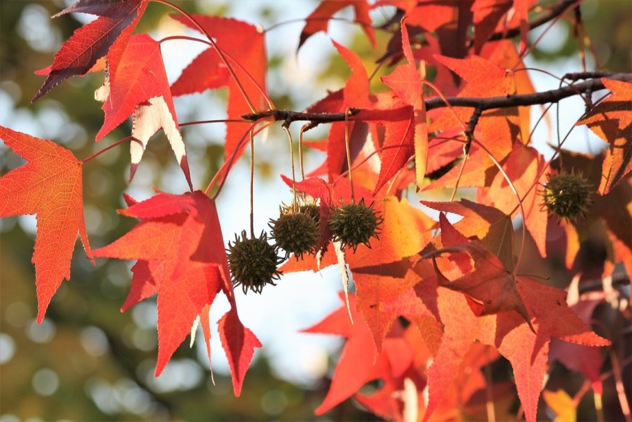 Liquidambar styraciflua