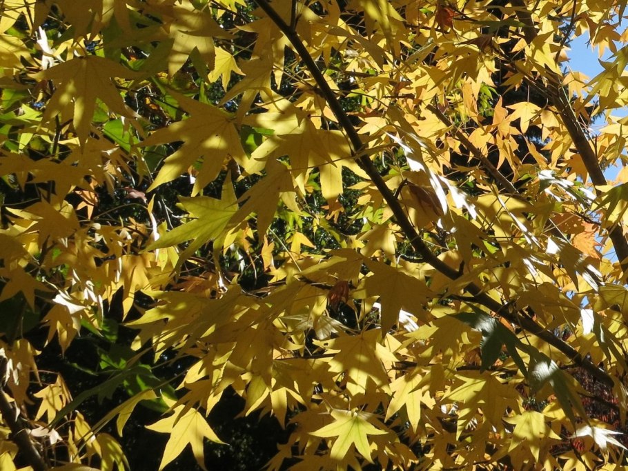 Sweet Gum дерево