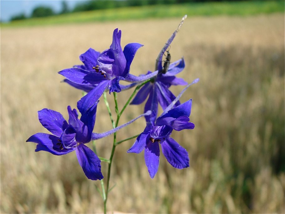 Сокирки полевые (consolida regalis)
