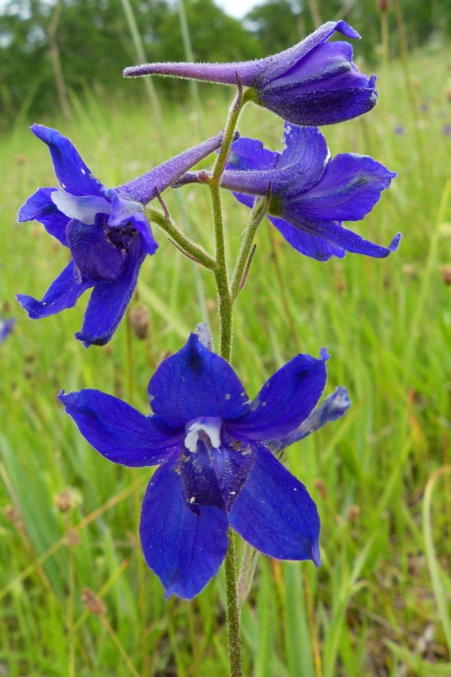 Живокость шпорник