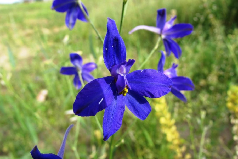 Живокость Полевая (consolida regalis)