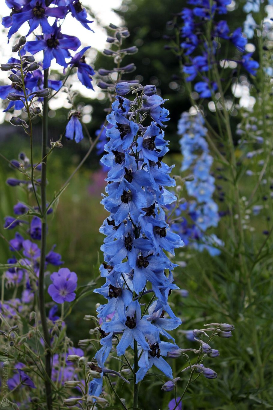 Дельфиниум живокость