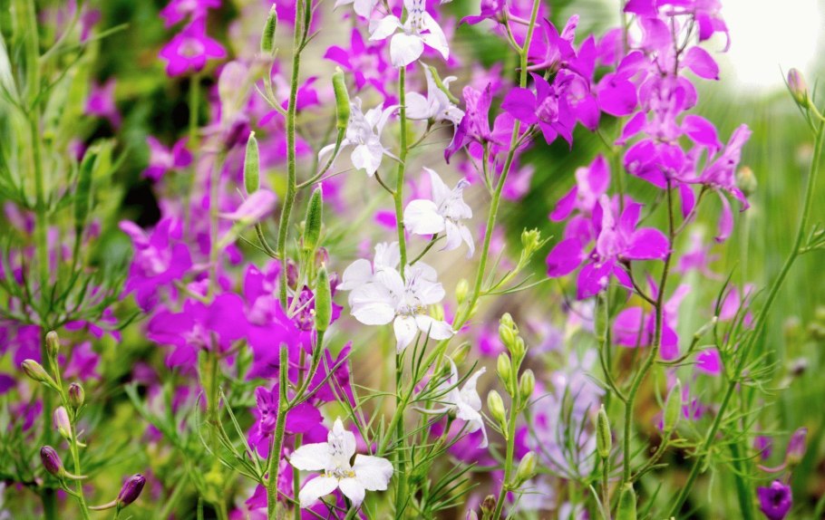 Дельфиниум живокость Полевая Ларкспур