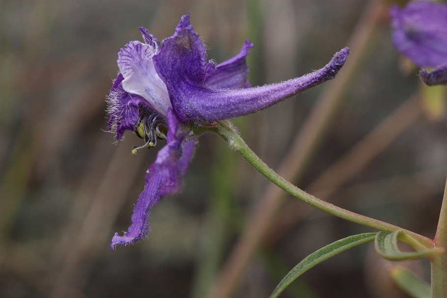 Delphinium nuttallianum