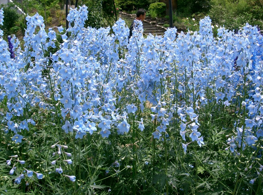 Аконит и дельфиниум