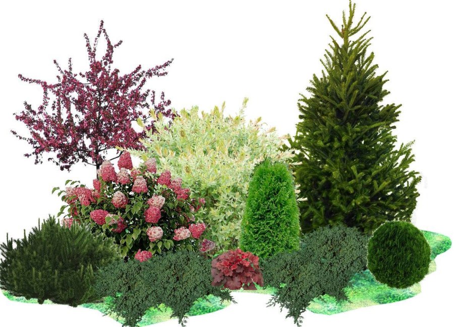 Туя Даника в миксбордере