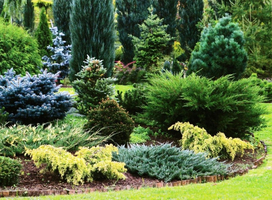 Туя пихта можжевельник тис