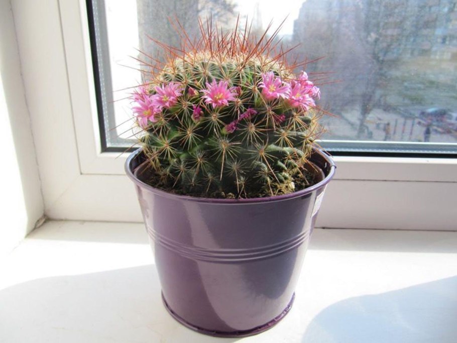 Шаровидные комнатные растения