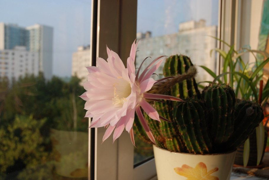 Домашний Кактус цветет