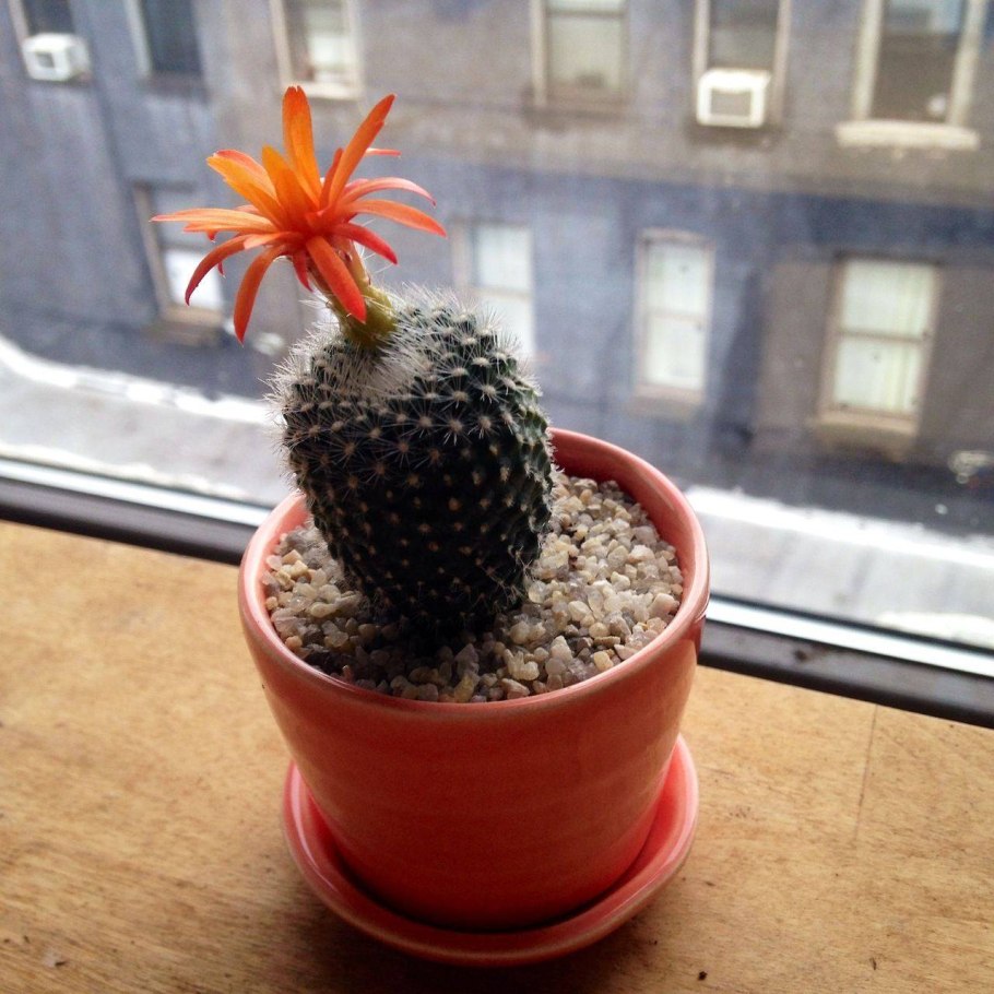 Красивый Кактус в горшке