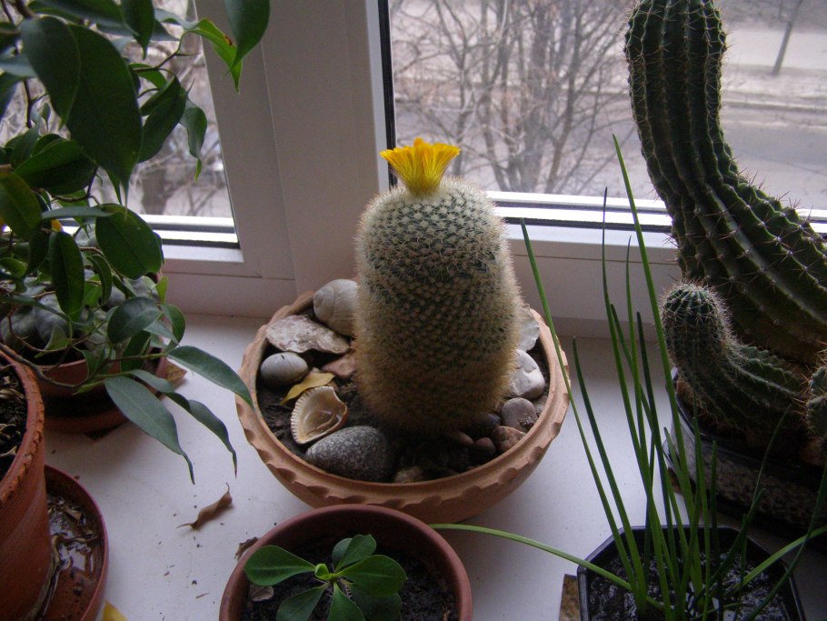 Кактусы на подоконнике