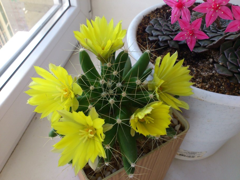 Уютный фон для рабочего стола