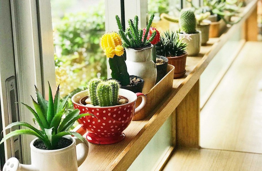 Суккуленты на подоконнике