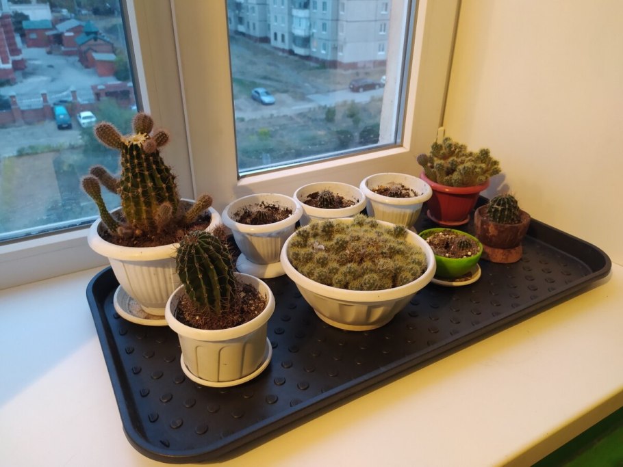 Кактус на подоконнике