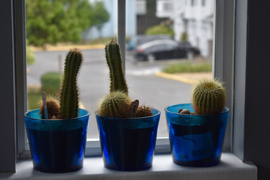 Суккуленты Пинтерест